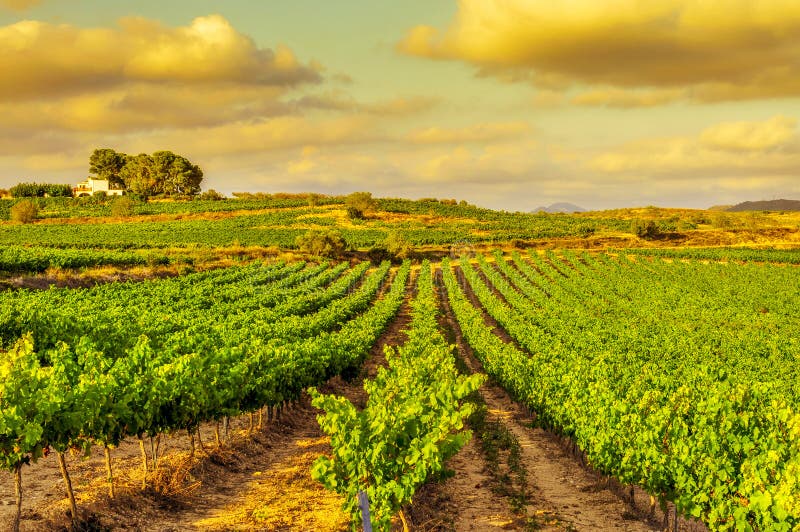 Een wijngaard in een mediterraan land bij zonsondergang royalty-vrije stock foto Een wijngaard in een mediterraan land bij zonsondergang royalty-vrije stock foto