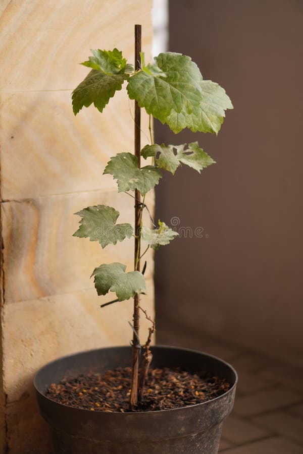 A grapevine plant, approximately 50cm tall, cultivated in a pot with bamboo stakes for support. Scientifically known as Vitis vinifera, thriving with vibrant green foliage. A grapevine plant, approximately 50cm tall, cultivated in a pot with bamboo stakes for support. Scientifically known as Vitis vinifera, thriving with vibrant green foliage.