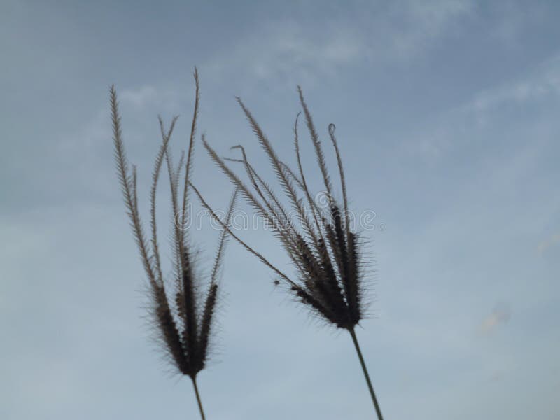 Een wilde bloem is een mooi uitzicht in de lucht stock fotografie Een wilde bloem is een mooi uitzicht in de lucht stock fotografie