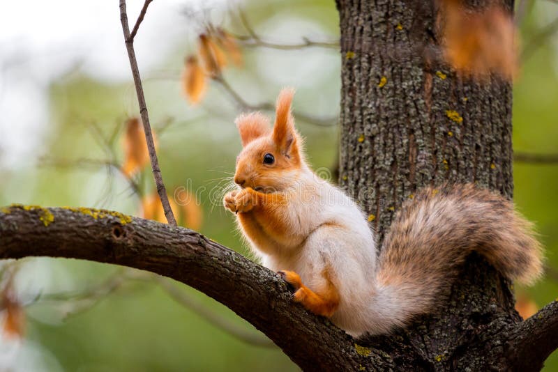 Een wilde die eekhoorn in een koude zonnige de herfstdag wordt gevangen, grappige leuke eekhoorn is op de boom in de herfstpark K royalty-vrije stock fotografie Een wilde die eekhoorn in een koude zonnige de herfstdag wordt gevangen, grappige leuke eekhoorn is op de boom in de herfstpark K royalty-vrije stock fotografie