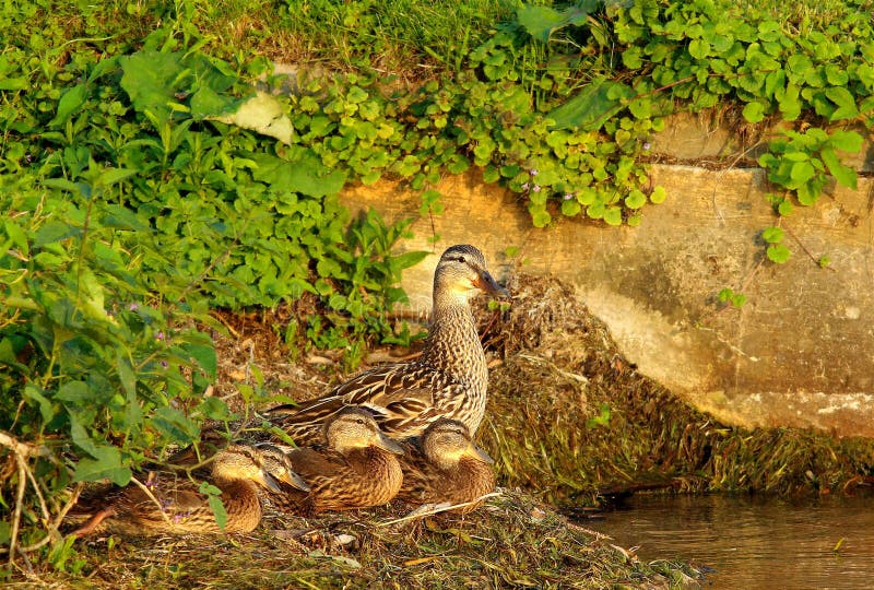 Een Wilde eendfamilie op Kust royalty-vrije stock afbeelding Een Wilde eendfamilie op Kust royalty-vrije stock afbeelding