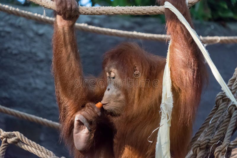 Een wilde Orangoetan van moederbornean in het regenwoud royalty-vrije stock foto's Een wilde Orangoetan van moederbornean in het regenwoud royalty-vrije stock foto's