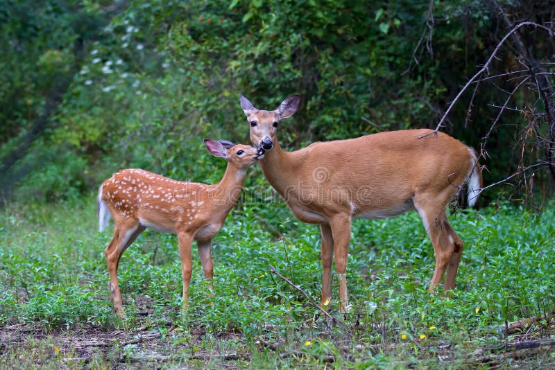 White-tailed deer fawn and doe &#x28;Odocoileus virginianus&#x29; walking in the forest in Ottawa, Canada. White-tailed deer fawn and doe &#x28;Odocoileus virginianus&#x29; walking in the forest in Ottawa, Canada