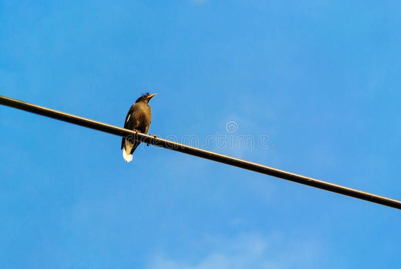 Een Wit geluchte Myna stock foto Een Wit geluchte Myna stock foto