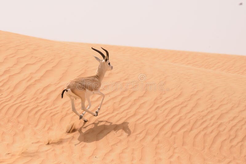 A sand gazelle (Gazella subgutturosa marica - Al gazal al rheem in Arabic) runs over the dunes in the Dubai Desert Conservation Area - This nature reserve will extend into Saudi Arabia and Oman but for now it is a 225 Km2 area whithin the borders of the Dubai Emirate and it has a fascinating desert fauna populations, including Oryxes, gazelles, wild dogs, caracals and wild cats. A sand gazelle (Gazella subgutturosa marica - Al gazal al rheem in Arabic) runs over the dunes in the Dubai Desert Conservation Area - This nature reserve will extend into Saudi Arabia and Oman but for now it is a 225 Km2 area whithin the borders of the Dubai Emirate and it has a fascinating desert fauna populations, including Oryxes, gazelles, wild dogs, caracals and wild cats.