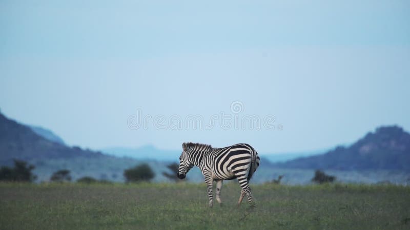 Een zebra die alleen loopt in de savanne van el k in kenya wid