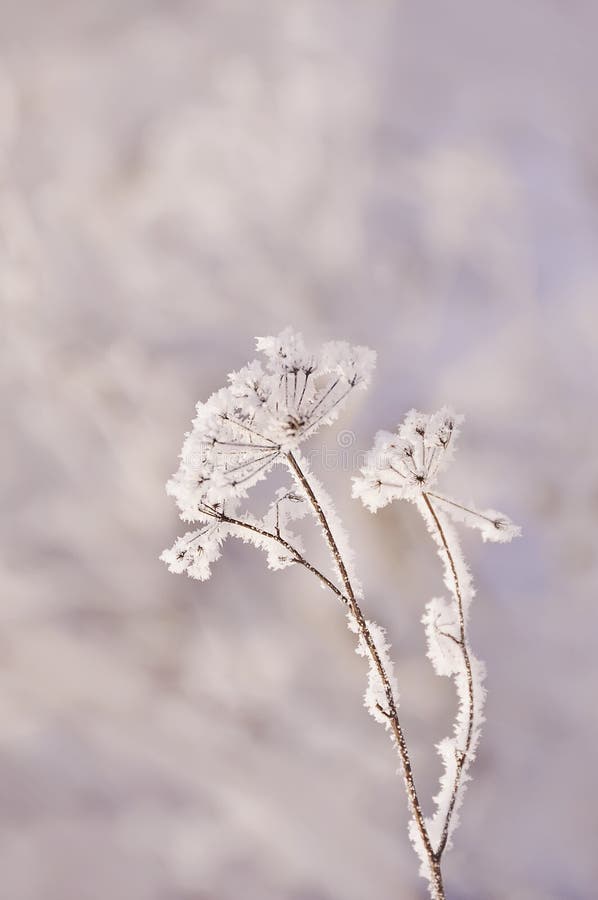 Een zeer gevoelige droge bloem in witte gevoelige vorstkristallen De winter ijzige ochtend, natuurlijke achtergrond stock afbeelding Een zeer gevoelige droge bloem in witte gevoelige vorstkristallen De winter ijzige ochtend, natuurlijke achtergrond stock afbeelding