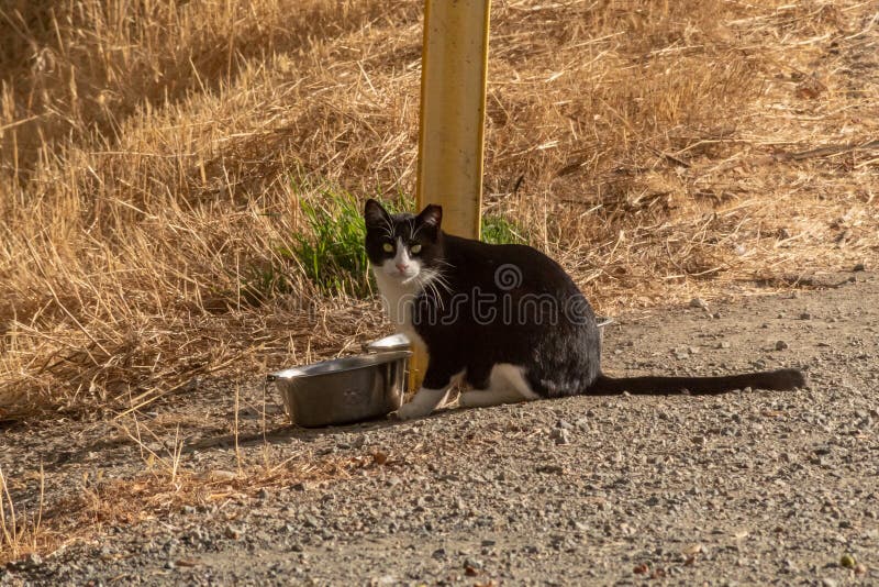 Een zwarte en witte kat die eet van een Bowl stock afbeelding