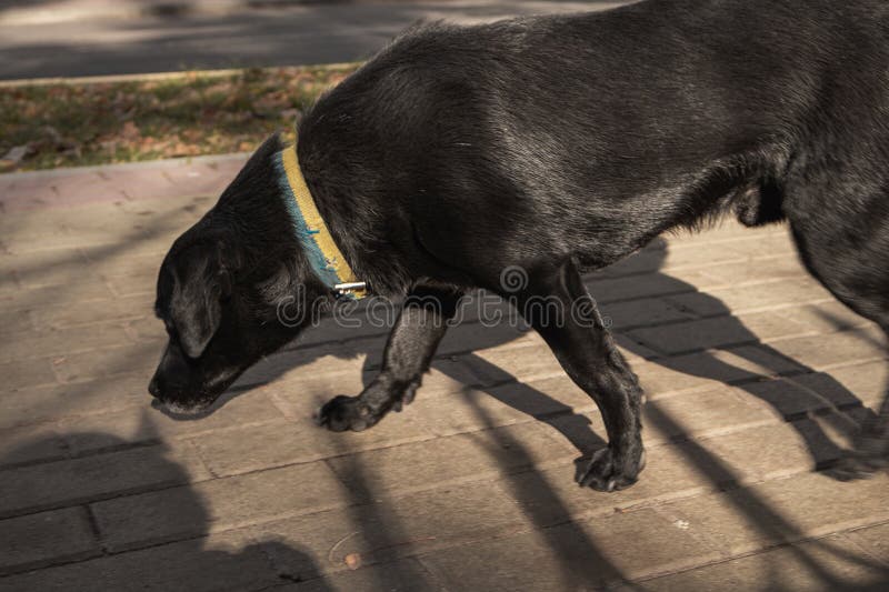 Een zwarte hond wandelt buiten royalty-vrije stock foto