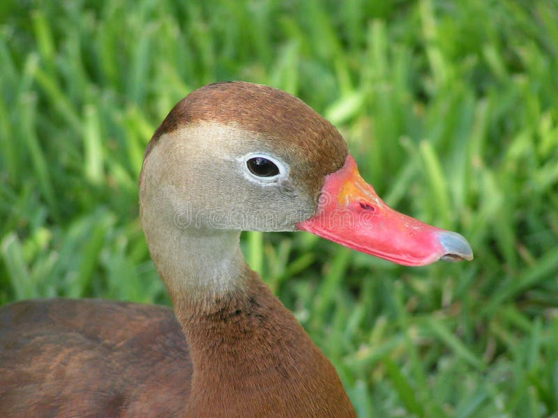 Eend Met Gebroken Bek Stock Afbeelding Afbeelding Bestaande Uit Zoet 4161955