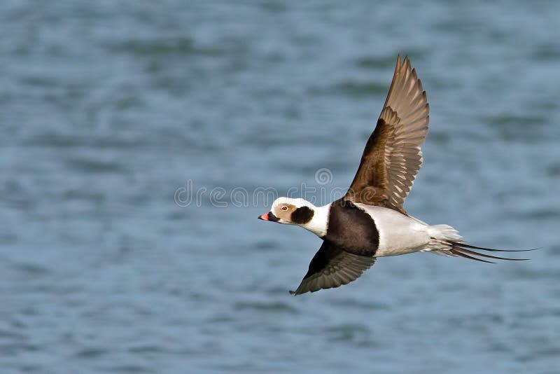 Long-tailed Duck in flight over the ocean. Long-tailed Duck in flight over the ocean.