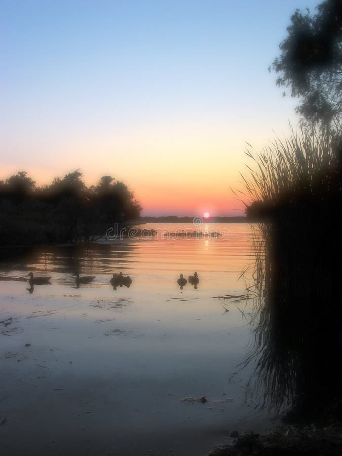 Eenden die op de Zonsondergang letten - 1 stock afbeeldingen Eenden die op de Zonsondergang letten - 1 stock afbeeldingen