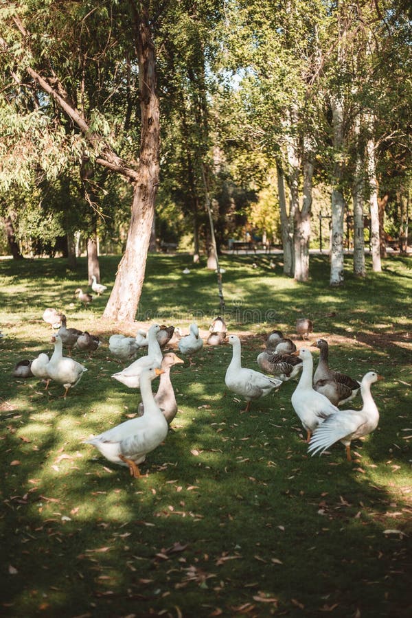 Eenden in het park die hun eendjes beschermen stock afbeeldingen Eenden in het park die hun eendjes beschermen stock afbeeldingen