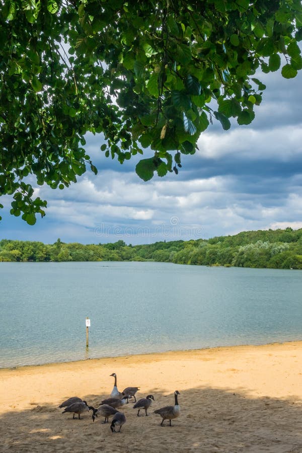 Eenden op de kust van het Meer van Ruislip Lido royalty-vrije stock fotografie Eenden op de kust van het Meer van Ruislip Lido royalty-vrije stock fotografie