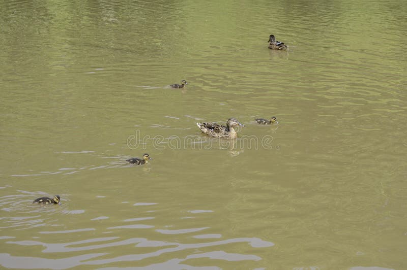 Eendjes op het water met hun moedereend royalty-vrije stock afbeeldingen Eendjes op het water met hun moedereend royalty-vrije stock afbeeldingen