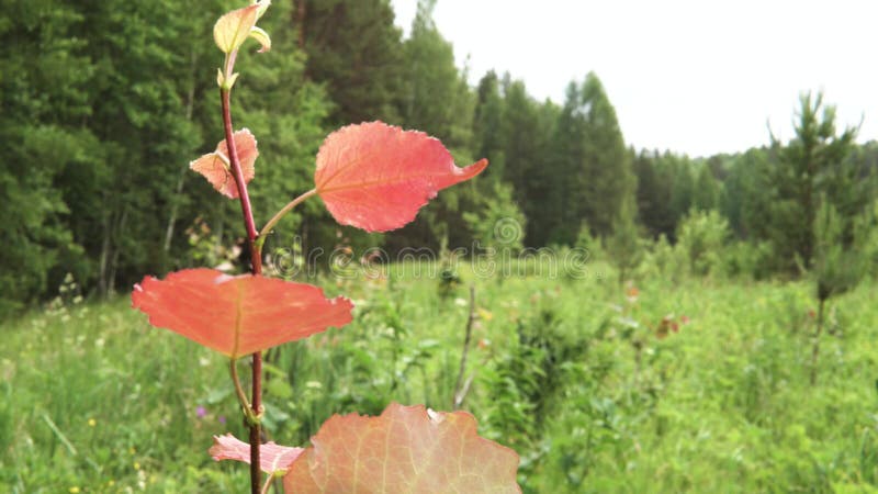 Eenvoudige boomvertakking met rode bladeren op groene bosachtergrond Beeldmateriaal Groene pieken van zomerbomen onder felle omst