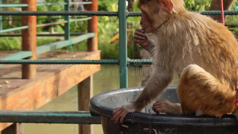 Eenzaam, jong, krab die macaque zitting eten en en fruit bij een toevlucht in een kleine landelijke stad, Mae Hong Son spelen ete