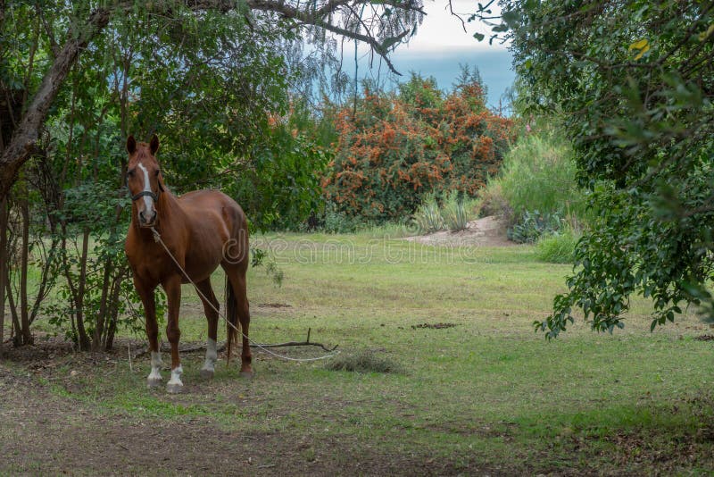 Eenzaam Paard op Gebied stock fotografie Eenzaam Paard op Gebied stock fotografie