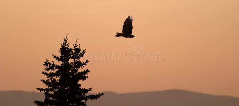 Eenzame backlit Havik die bij zonsopgang op Sykes Ridge in de Pryor-Bergen in Wyoming vliegen stock foto's Eenzame backlit Havik die bij zonsopgang op Sykes Ridge in de Pryor-Bergen in Wyoming vliegen stock foto's