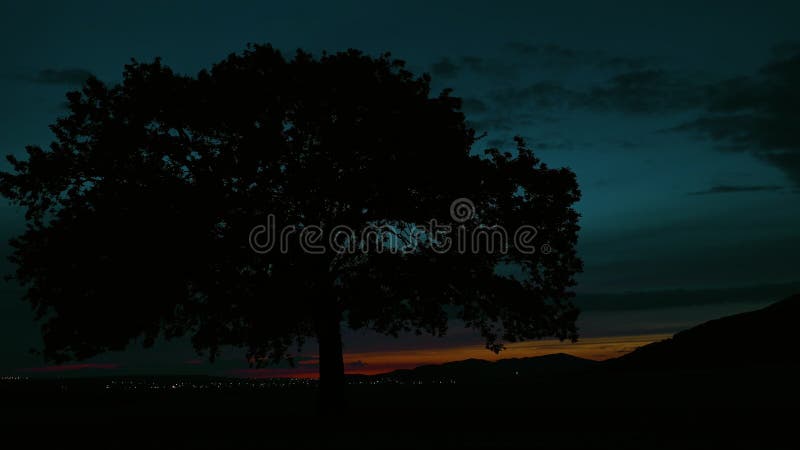 Eenzame boom bij het vallen van de avond, tijdtijdspanne