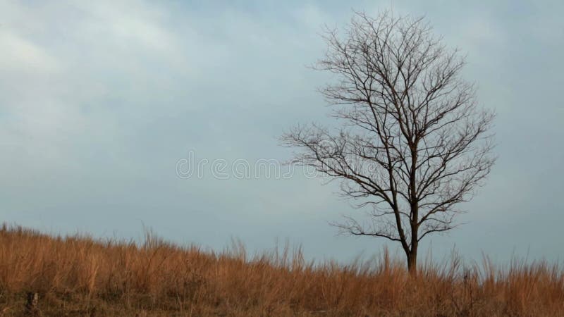 Eenzame boom en gras die aan de stormachtige wind zwaaien