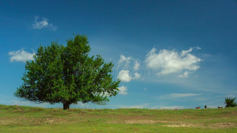 Eenzame boom met wild paarden en bewegende wolken op blauwe hemel