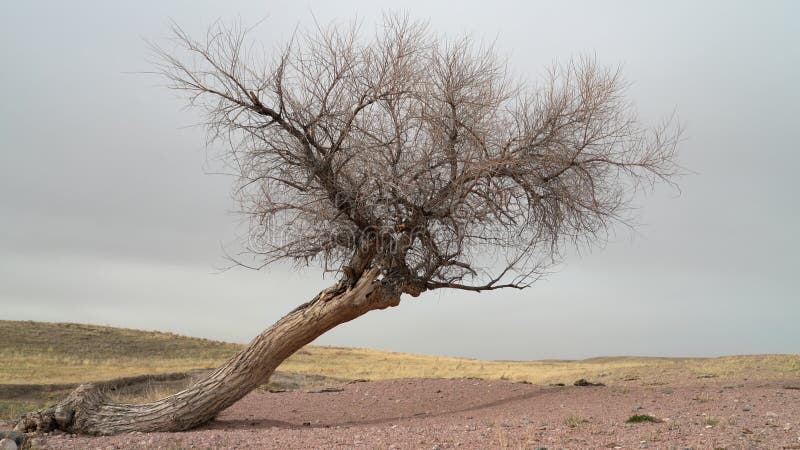 Eenzame boom in windy colorado prairie