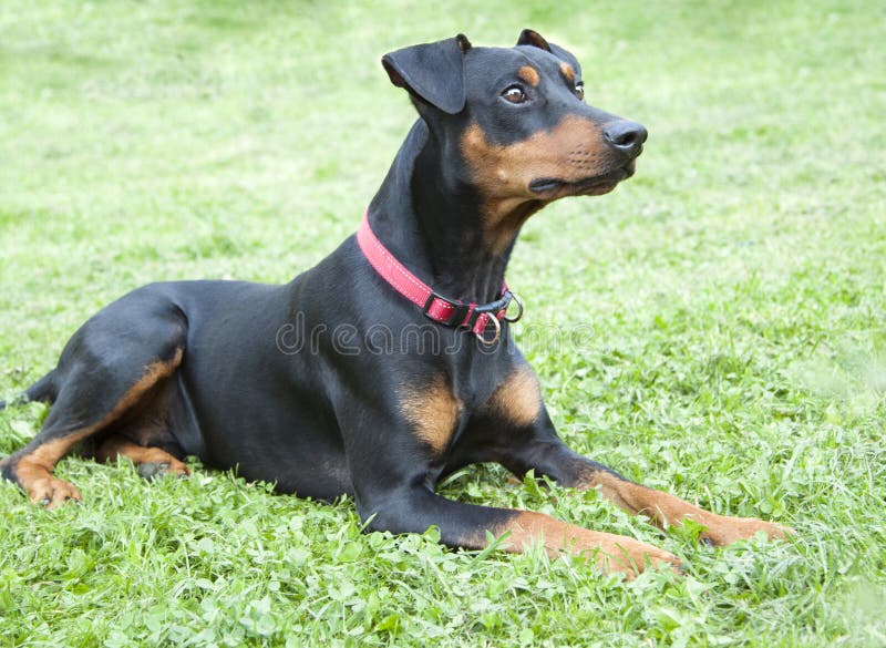 eenzame droevige Duitse Pinscher die op het gazon in de binnenplaats liggen van stock afbeeldingen eenzame droevige Duitse Pinscher die op het gazon in de binnenplaats liggen van stock afbeeldingen