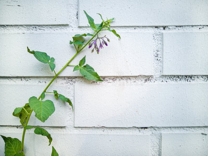 Eenzame dunne groene klimopspruit met purpere bloemen tegen een witte bakstenen muur royalty-vrije stock foto's Eenzame dunne groene klimopspruit met purpere bloemen tegen een witte bakstenen muur royalty-vrije stock foto's
