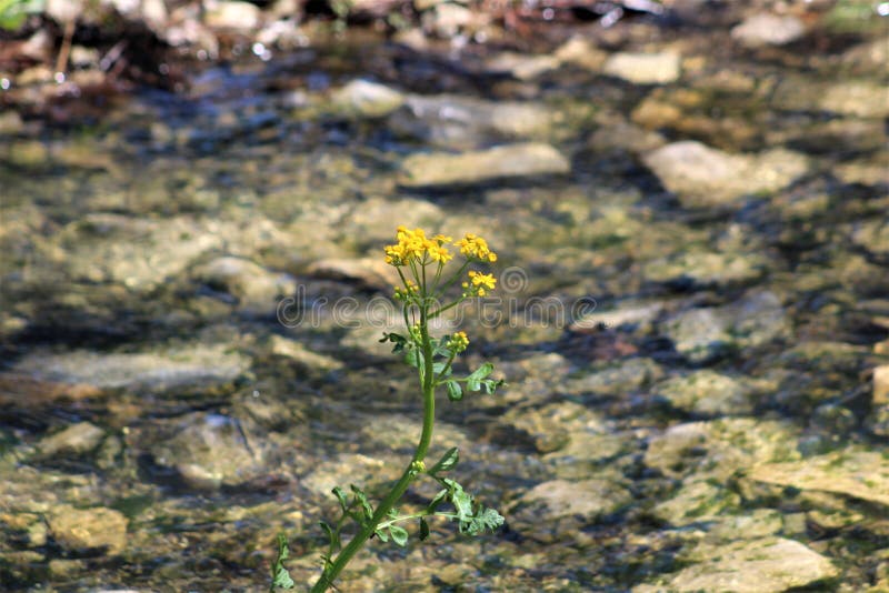 Eenzame Goldenrod die tegen Stromend Water bloeien royalty-vrije stock afbeeldingen Eenzame Goldenrod die tegen Stromend Water bloeien royalty-vrije stock afbeeldingen