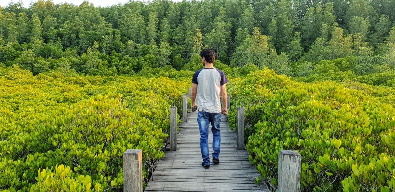 Eenzame lopende mens op de houten weg langs het jonge mangrovebos en vele de grote bomenachtergrond royalty-vrije stock fotografie Eenzame lopende mens op de houten weg langs het jonge mangrovebos en vele de grote bomenachtergrond royalty-vrije stock fotografie