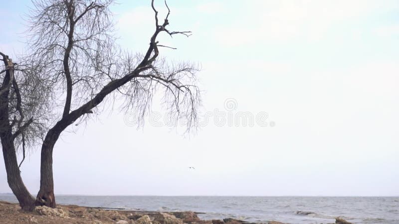 Eenzame oude boom door het overzees lengte Eenzame droge boomboomstam op het strand dichtbij het overzees op bewolkt en regenacht