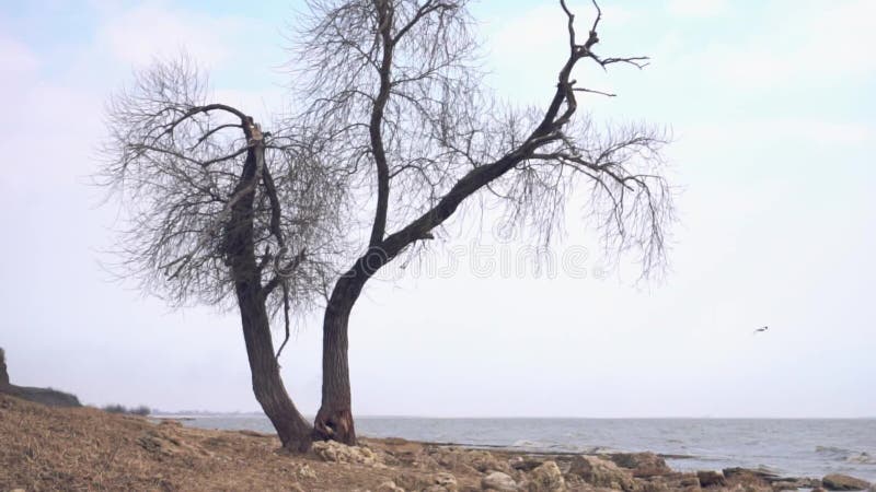 Eenzame oude boom door het overzees lengte Eenzame droge boomboomstam op het strand dichtbij het overzees op bewolkt en regenacht