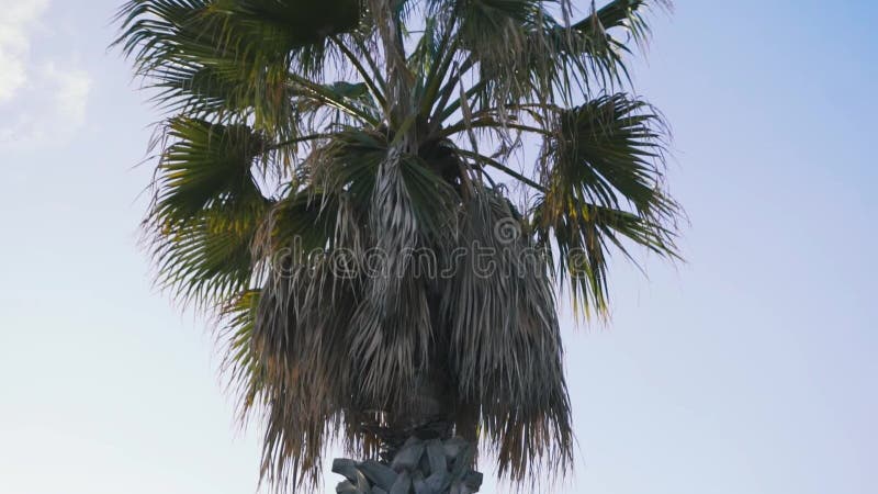 Eenzame palm op de blauwe hemelachtergrond voorraad Een eenzame palm in de stad