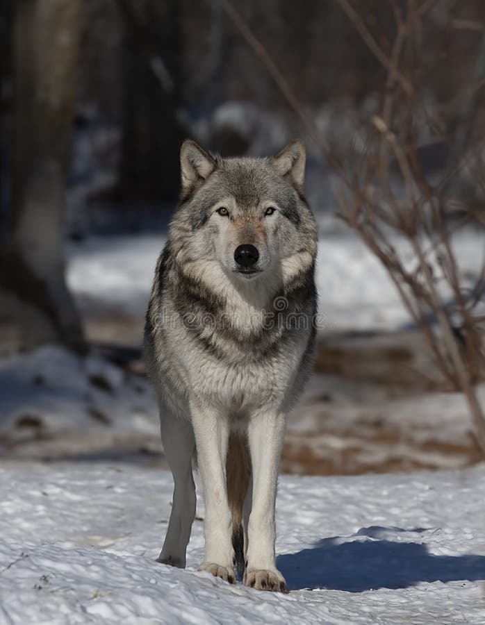 Eenzame van Houtwolf of Grey Wolf Canis wolfszweer die in de de wintersneeuw lopen in Canada royalty-vrije stock foto's Eenzame van Houtwolf of Grey Wolf Canis wolfszweer die in de de wintersneeuw lopen in Canada royalty-vrije stock foto's