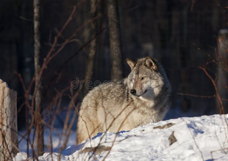 Eenzame van Houtwolf of Grey Wolf Canis wolfszweer die in de de wintersneeuw lopen in Canada stock foto Eenzame van Houtwolf of Grey Wolf Canis wolfszweer die in de de wintersneeuw lopen in Canada stock foto