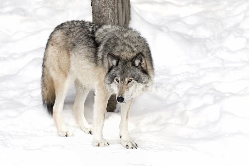Eenzame van Houtwolf of Grey Wolf Canis wolfszweer op witte achtergrond die zich in de de wintersneeuw bevinden in Canada stock foto Eenzame van Houtwolf of Grey Wolf Canis wolfszweer op witte achtergrond die zich in de de wintersneeuw bevinden in Canada stock foto