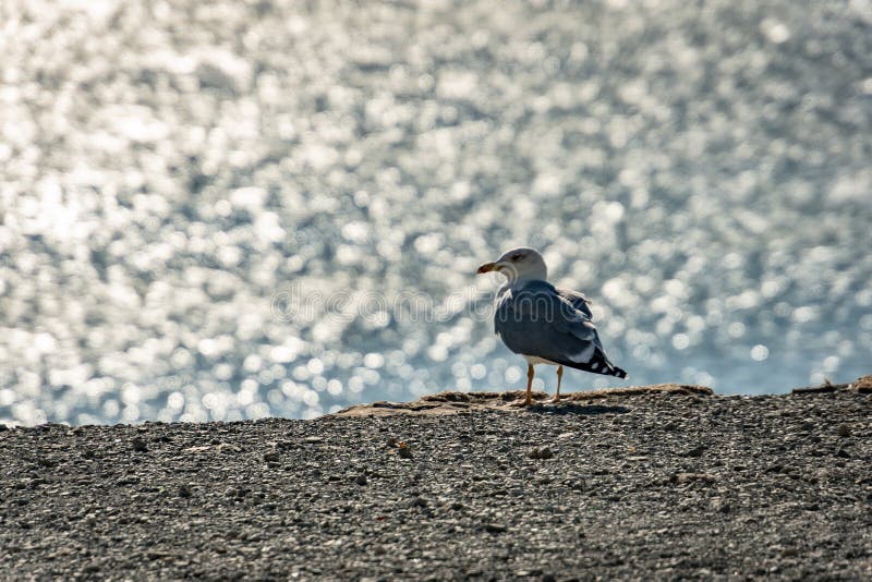 Eenzame zeemeeuw Larus Marinus op een grijs kiezelsteenstrand op een vage achtergrond van zilveren golven van het overzees stock foto Eenzame zeemeeuw Larus Marinus op een grijs kiezelsteenstrand op een vage achtergrond van zilveren golven van het overzees stock foto