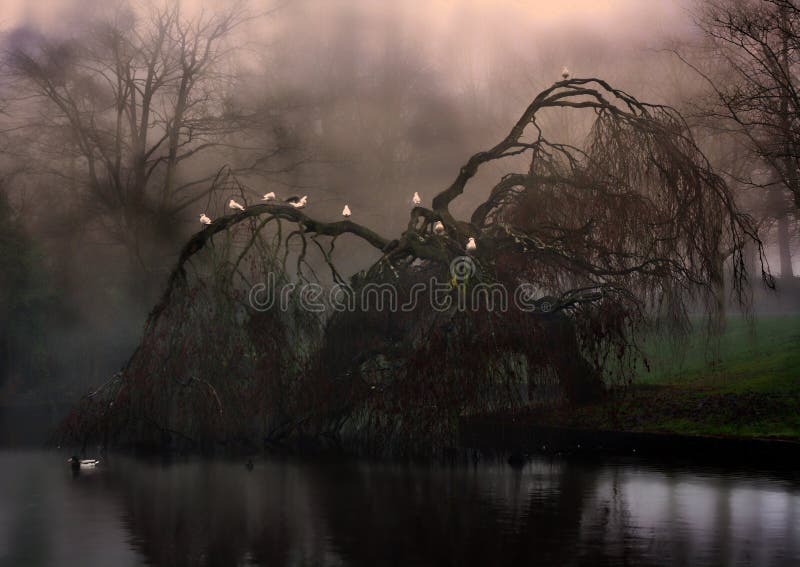 Eerie weeping willow tree in the fog stock photos