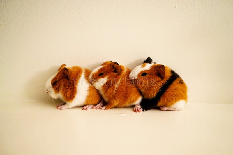 Eerste dag van geboren voor drie broers royalty-vrije stock foto Eerste dag van geboren voor drie broers royalty-vrije stock foto