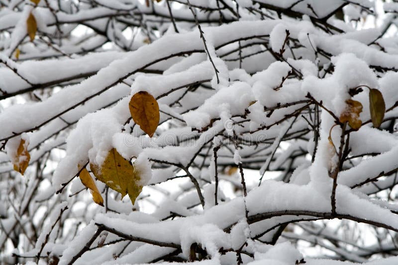 Eerste sneeuw royalty-vrije stock fotografie