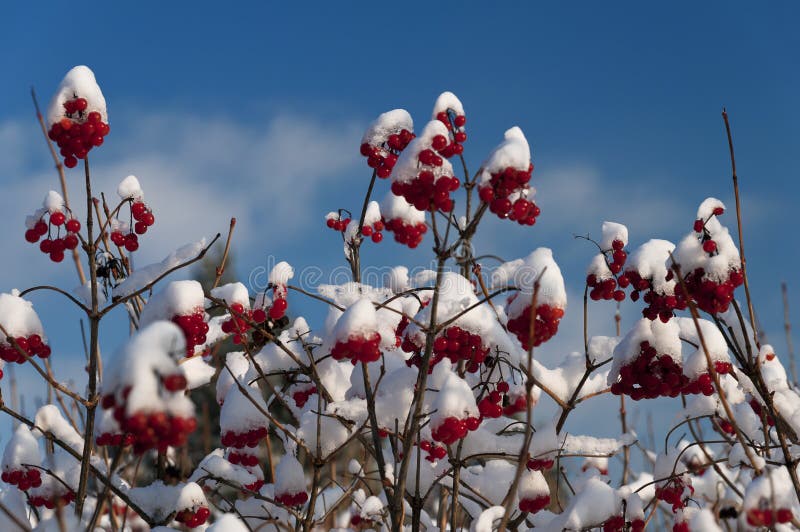 Eerste sneeuw stock foto