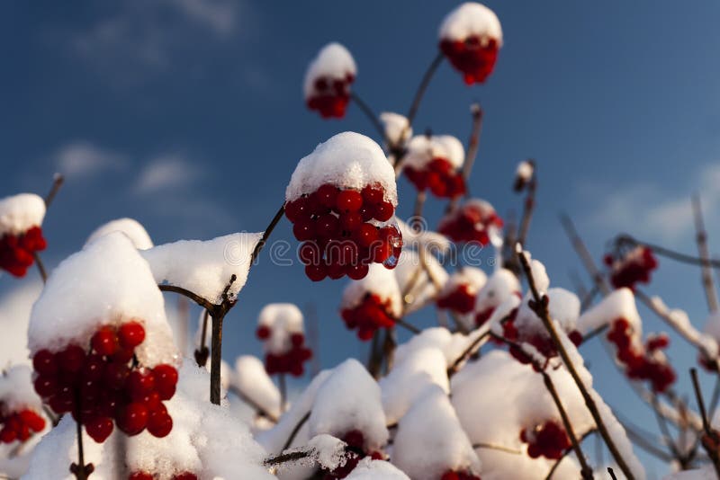 Eerste sneeuw royalty-vrije stock foto