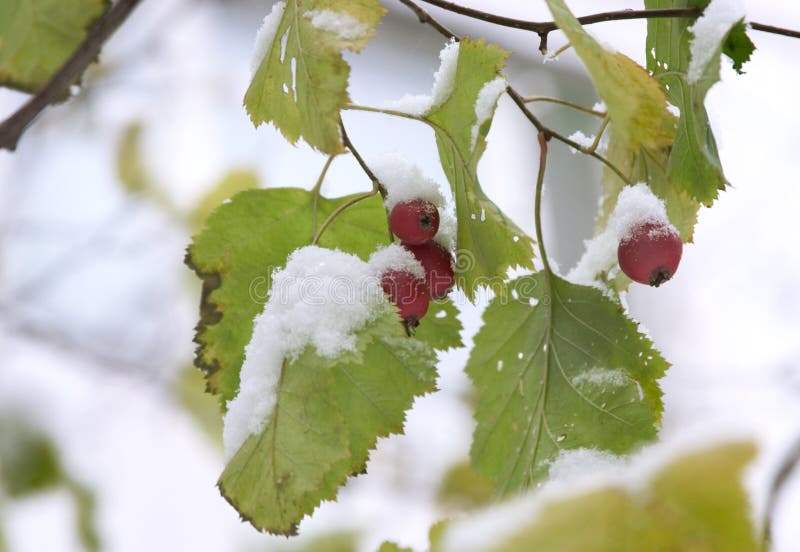 Eerste sneeuw 2 royalty-vrije stock afbeeldingen