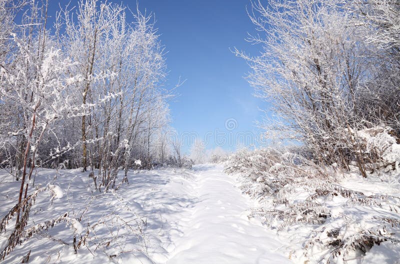 Eerste sneeuw stock afbeeldingen
