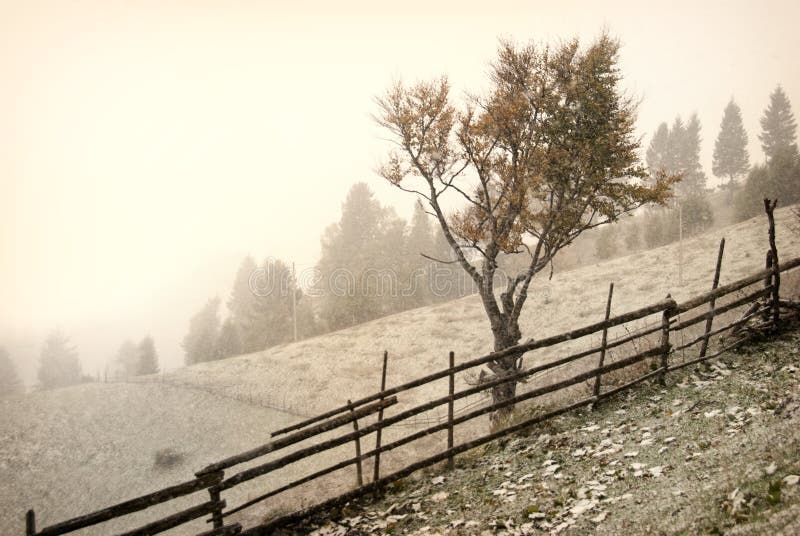 Eerste sneeuw stock fotografie
