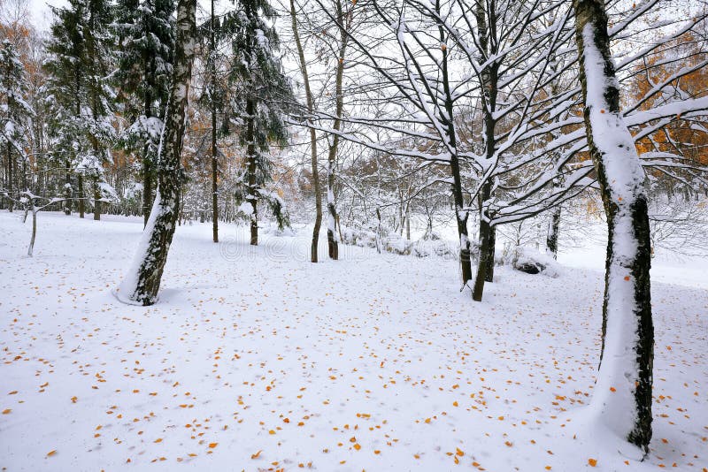 Eerste sneeuw in de bossneeuw behandelde bomen in het hout royalty-vrije stock afbeelding Eerste sneeuw in de bossneeuw behandelde bomen in het hout royalty-vrije stock afbeelding
