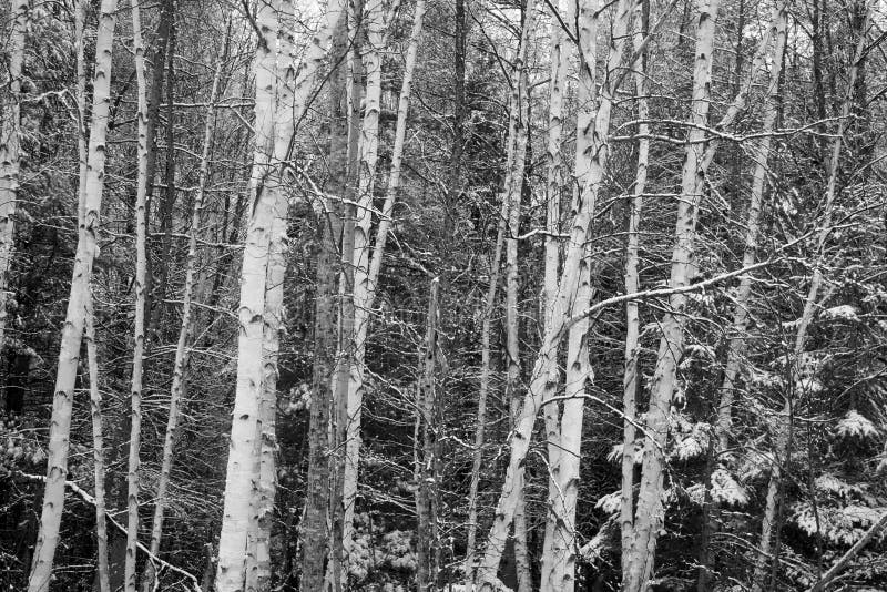 Eerste sneeuw op berkenbomen stock foto