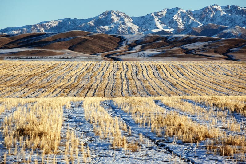 Eerste sneeuw op de velden stock fotografie