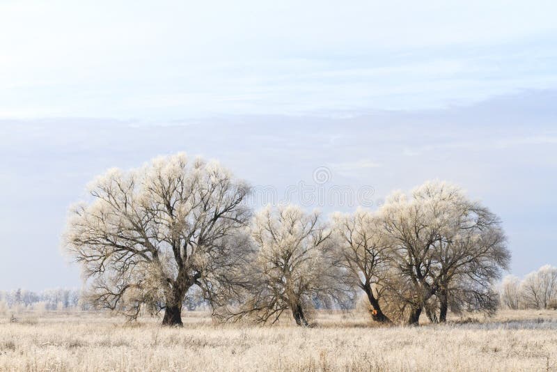 Eerste vorst behandelde bomen royalty-vrije stock fotografie